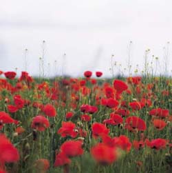 Blühender Mohn.