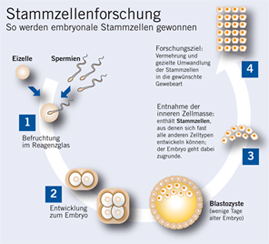 Grafik zur Stammzellenforschung. Grafik zur Stammzellenforschung.